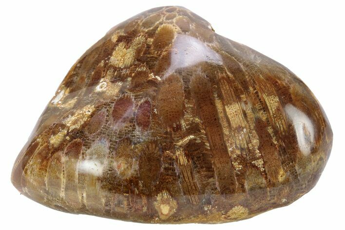 Polished Fossil Coral Head - Indonesia #237502
